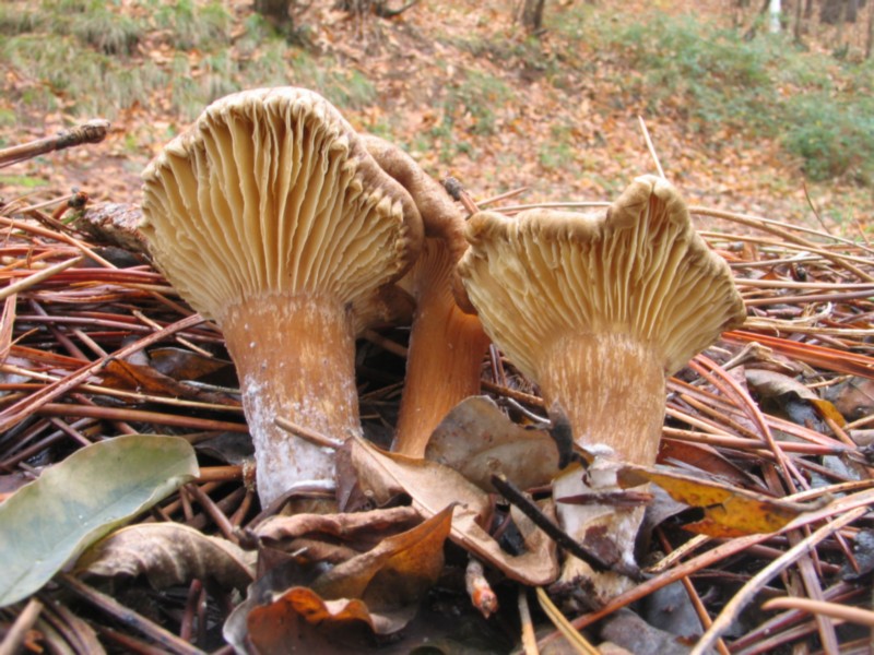 strana clitocybe